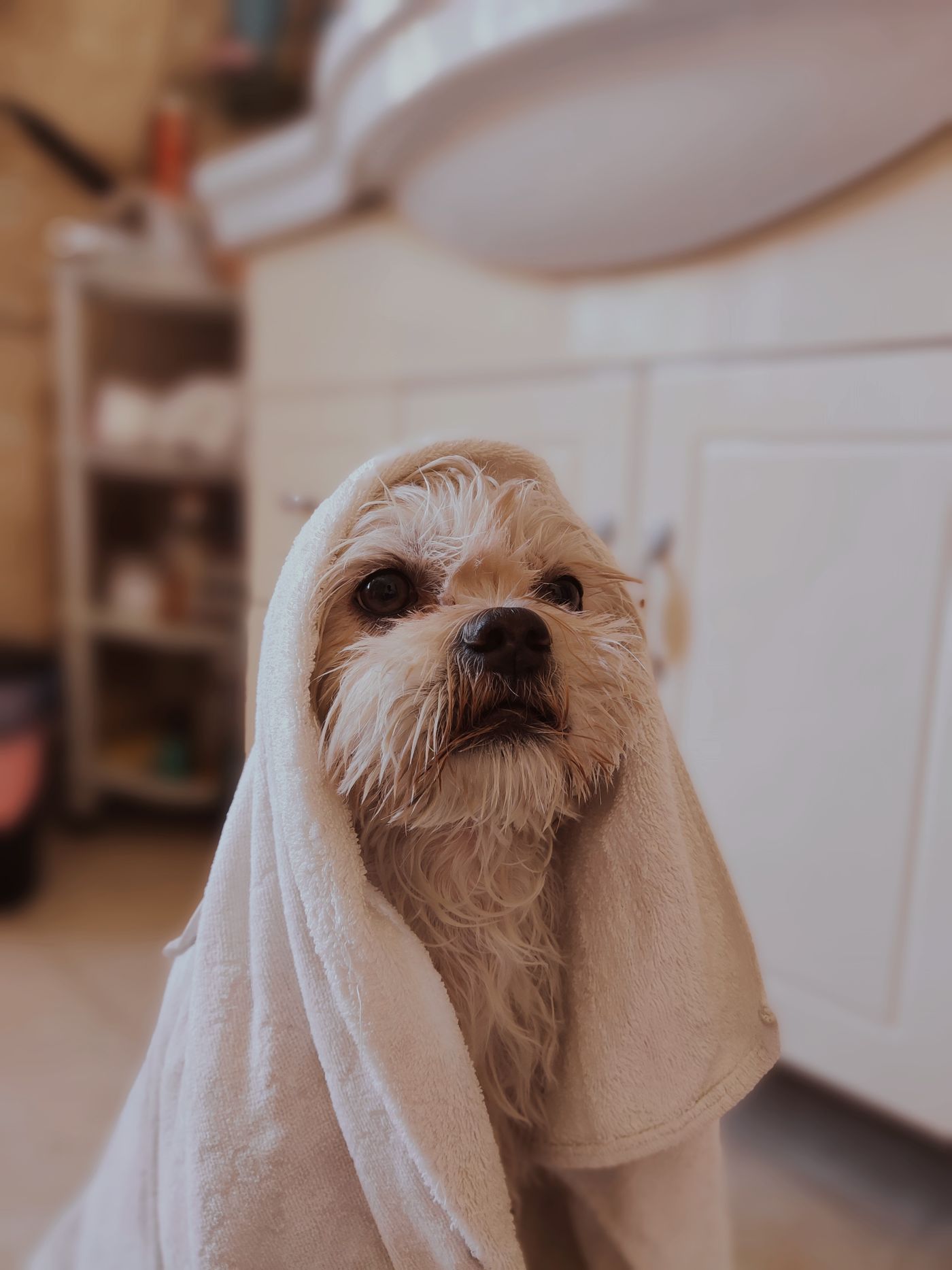 Verzorgde hond na een bezoek aan de trimsalon